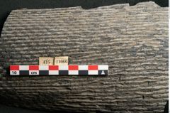 Foto (Detailansicht) von Sigillaria elongata Brongniart (NHMW-GEO-2024-0188-11066)